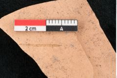 Foto (Detailansicht) von Pinus palaeotaeda Ettingshausen (NHMW-GEO-2024-0188-7959)